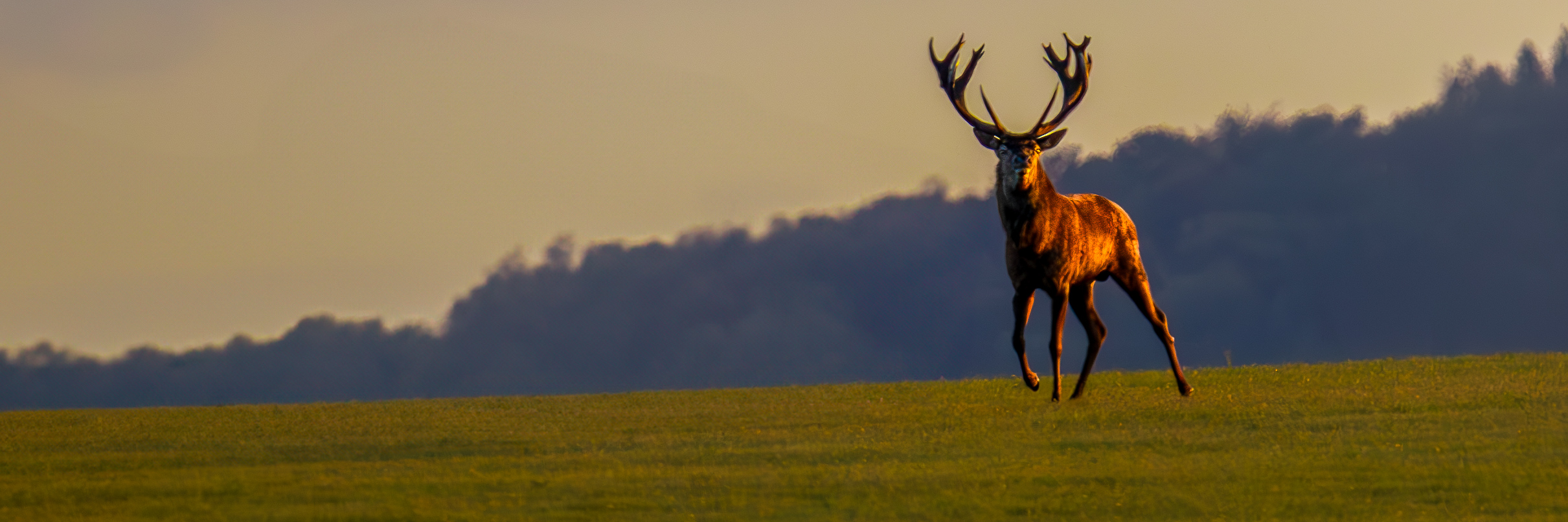 661A8084-Avec accentuation-Bruit-Modifier